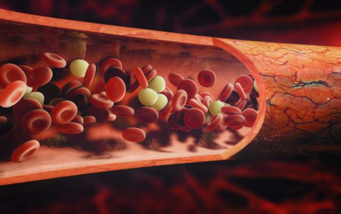 food for blood circulation