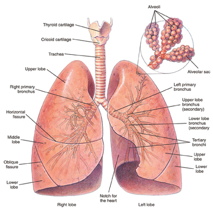 Healthy Lungs