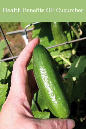 Health Benefits OF Cucumber 