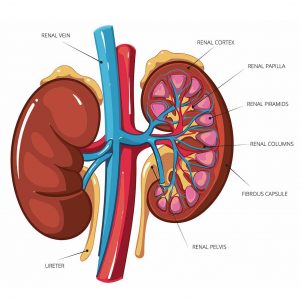 Avoid Some Foods For Kidney Disease & Save Your Life