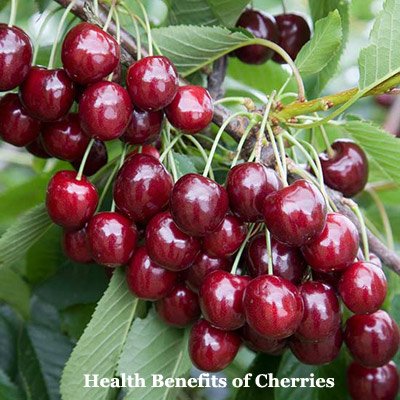 Health Benefits of Cherries