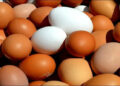 How Much Protein is in an one Egg